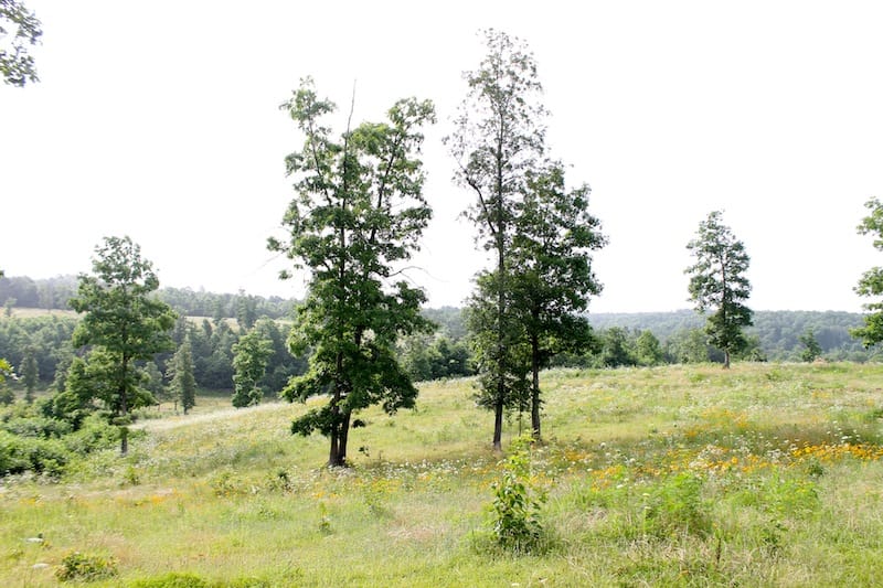 Green Mountain Ranch Tract 1 photo 2
