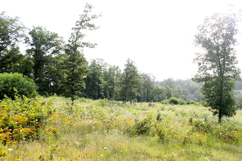 Green Mountain Ranch Tract 1 photo 4