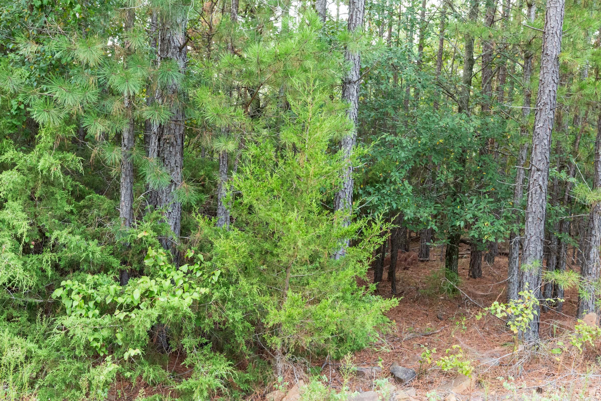 Stone Bridge Phase V Tract 391 photo 5