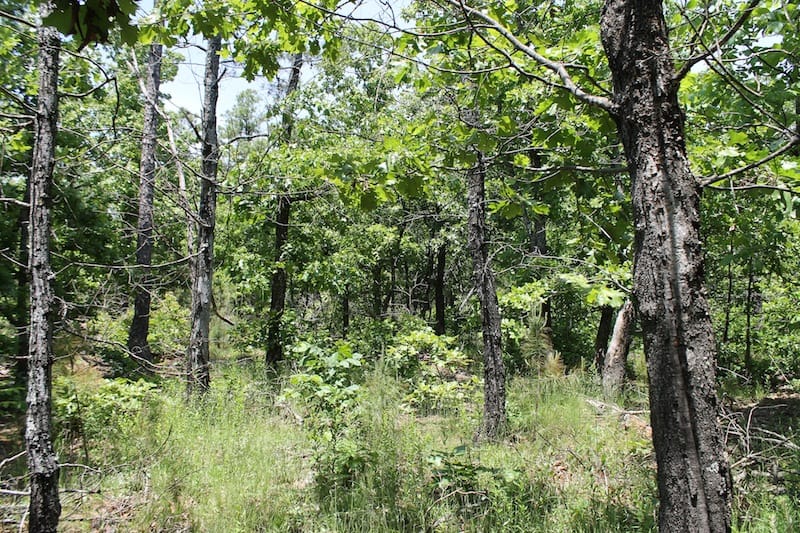 Indian Ridge – Phase II Tract 53 photo 2