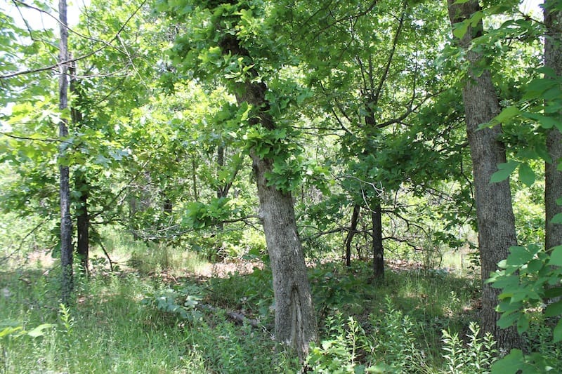 Indian Ridge – Phase II Tract 53 photo 3