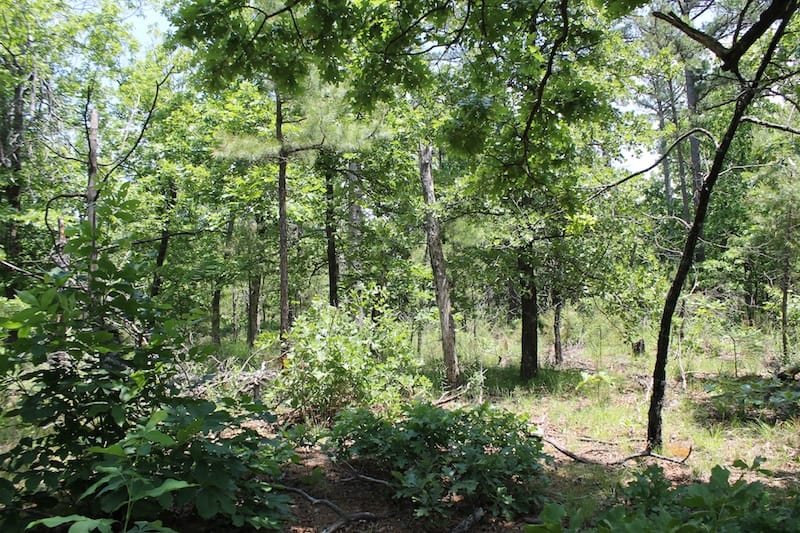 Indian Ridge – Phase II Tract 53 photo 4