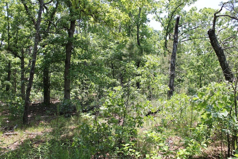 Indian Ridge – Phase II Tract 53 photo 5
