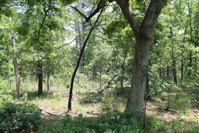 Indian Ridge – Phase II Tract 53 photo 6