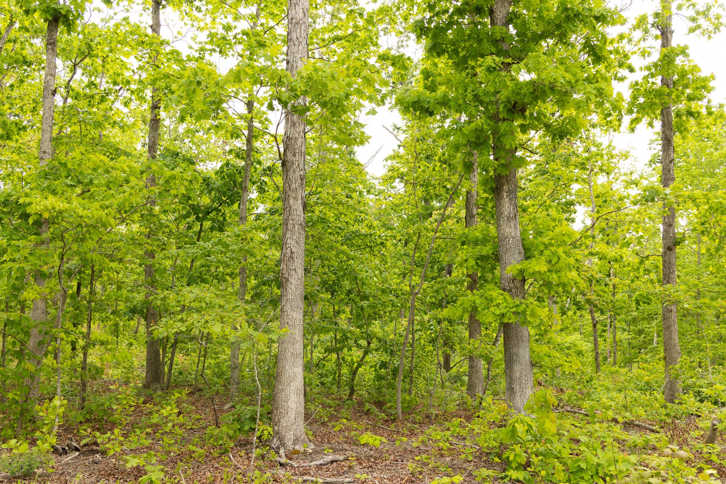 Stardust Estates Tract 22 photo 16