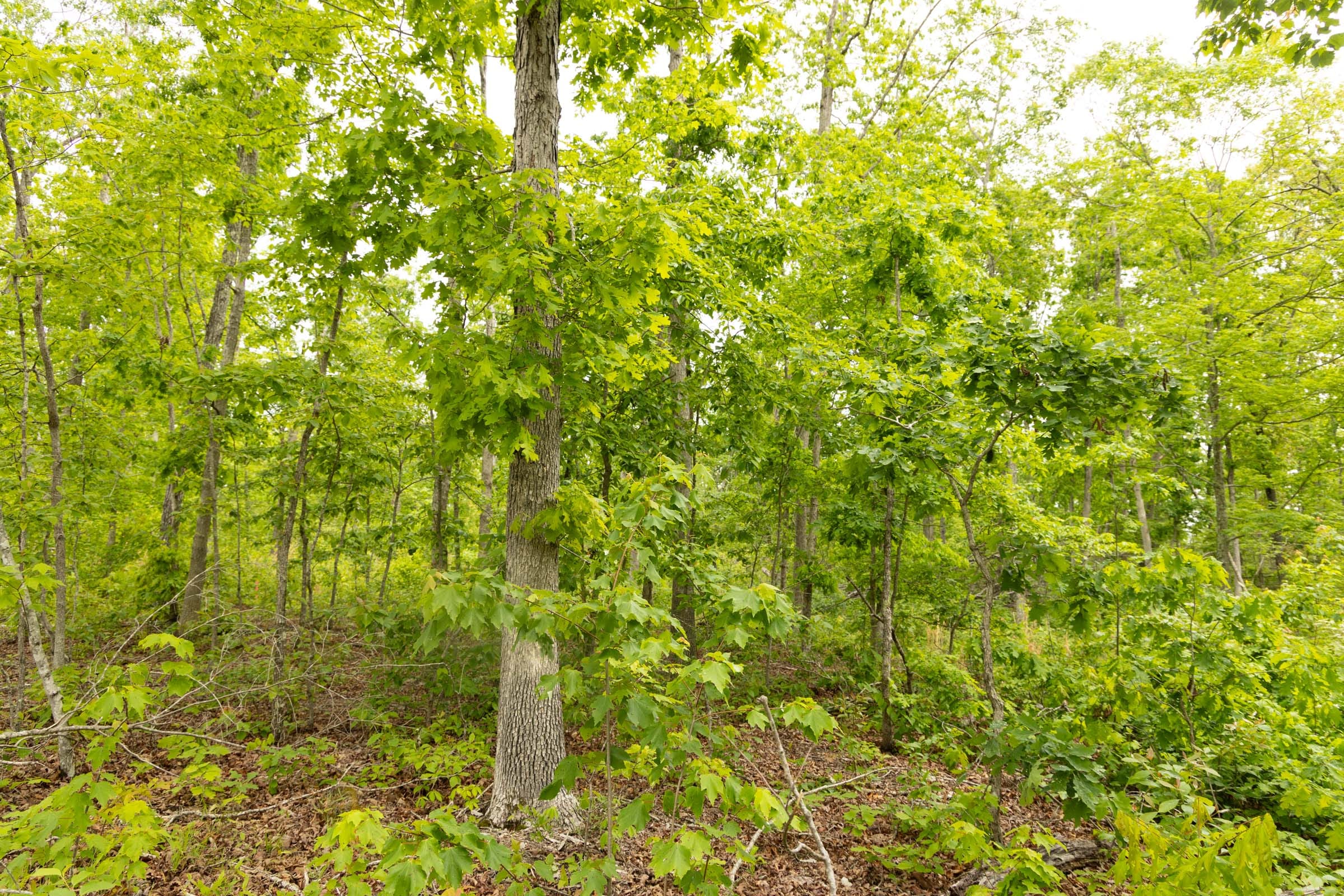 Stardust Estates Tract 22 photo 15