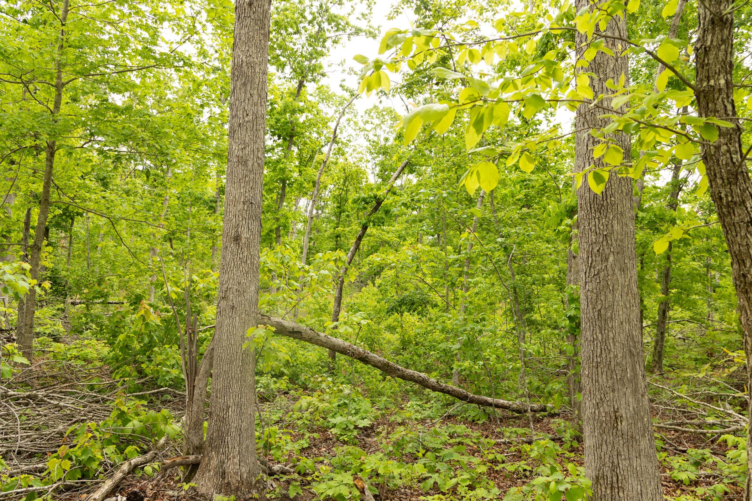 Stardust Estates Tract 22 photo 13