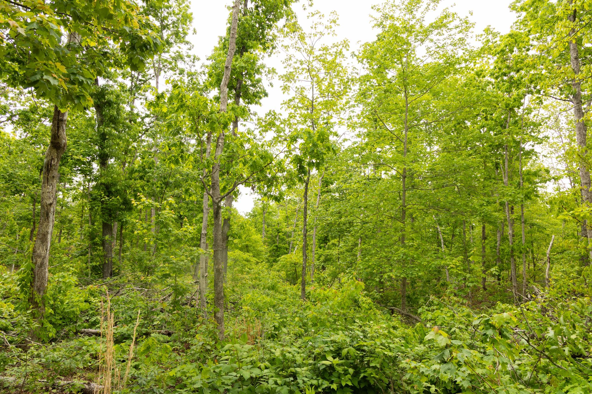 Stardust Estates Tract 22 photo 12