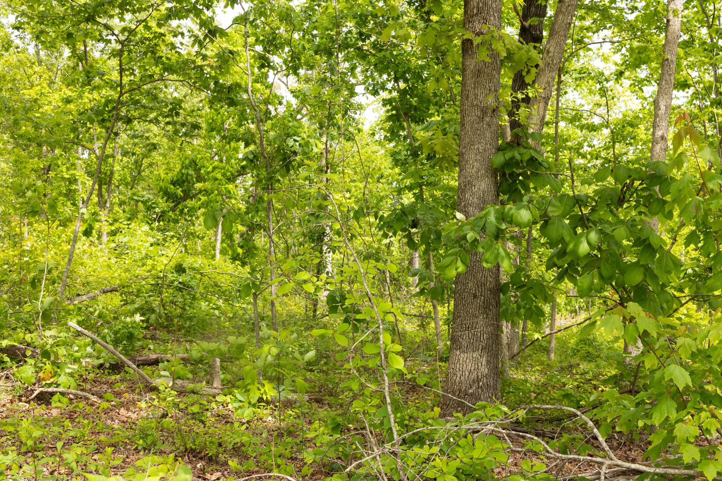 Stardust Estates Tract 22 photo 11
