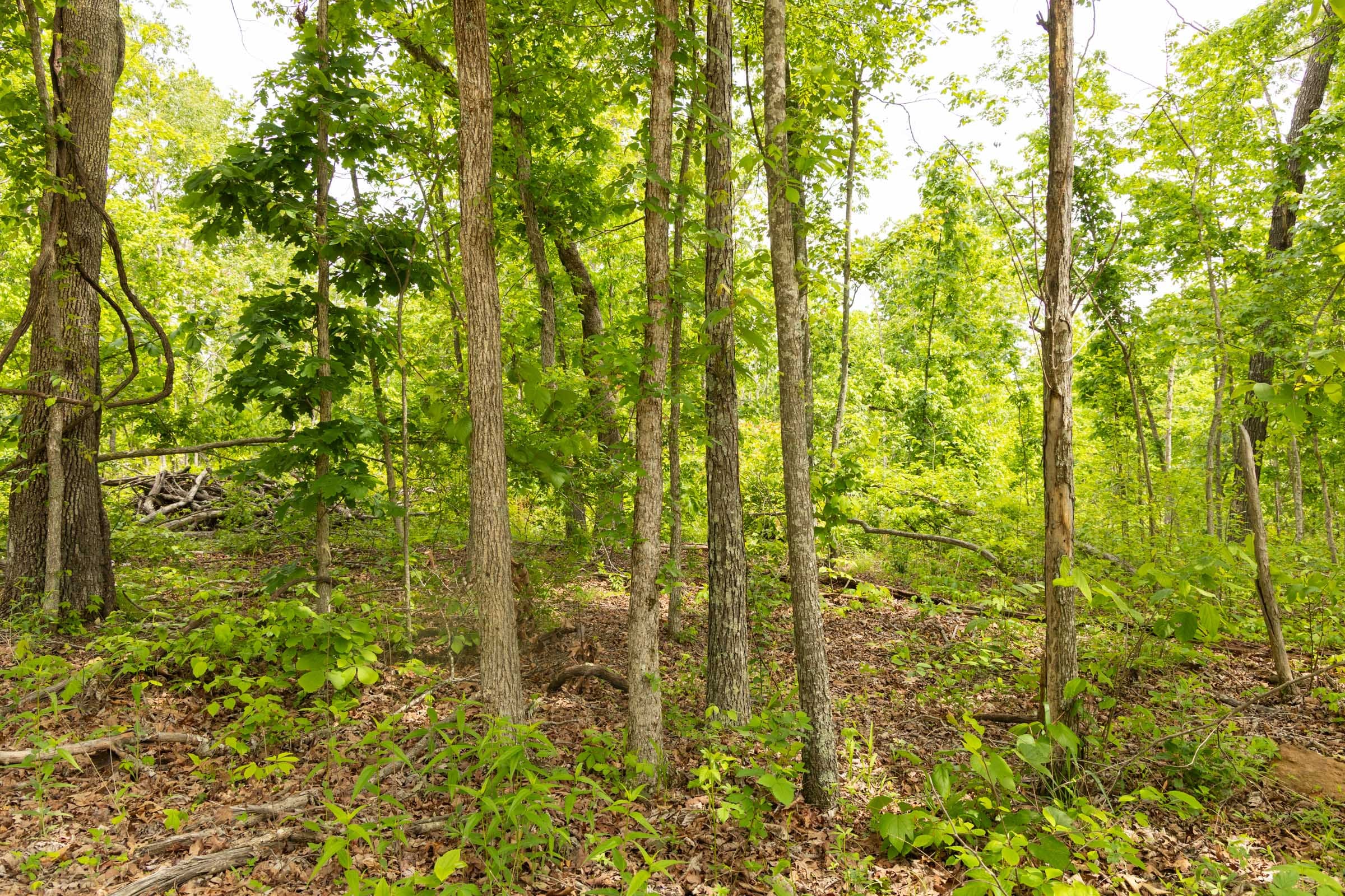 Stardust Estates Tract 22 photo 9