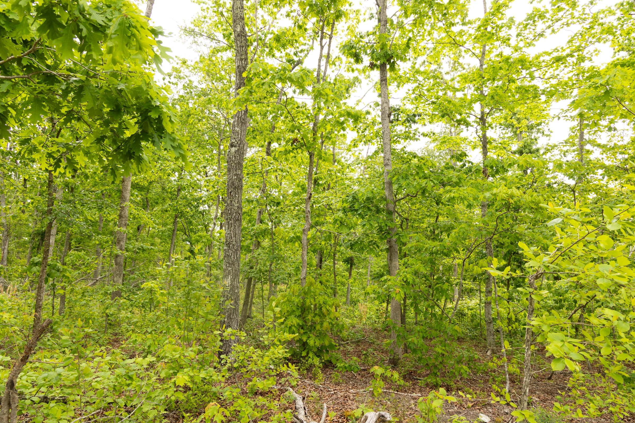 Stardust Estates Tract 22 photo 8