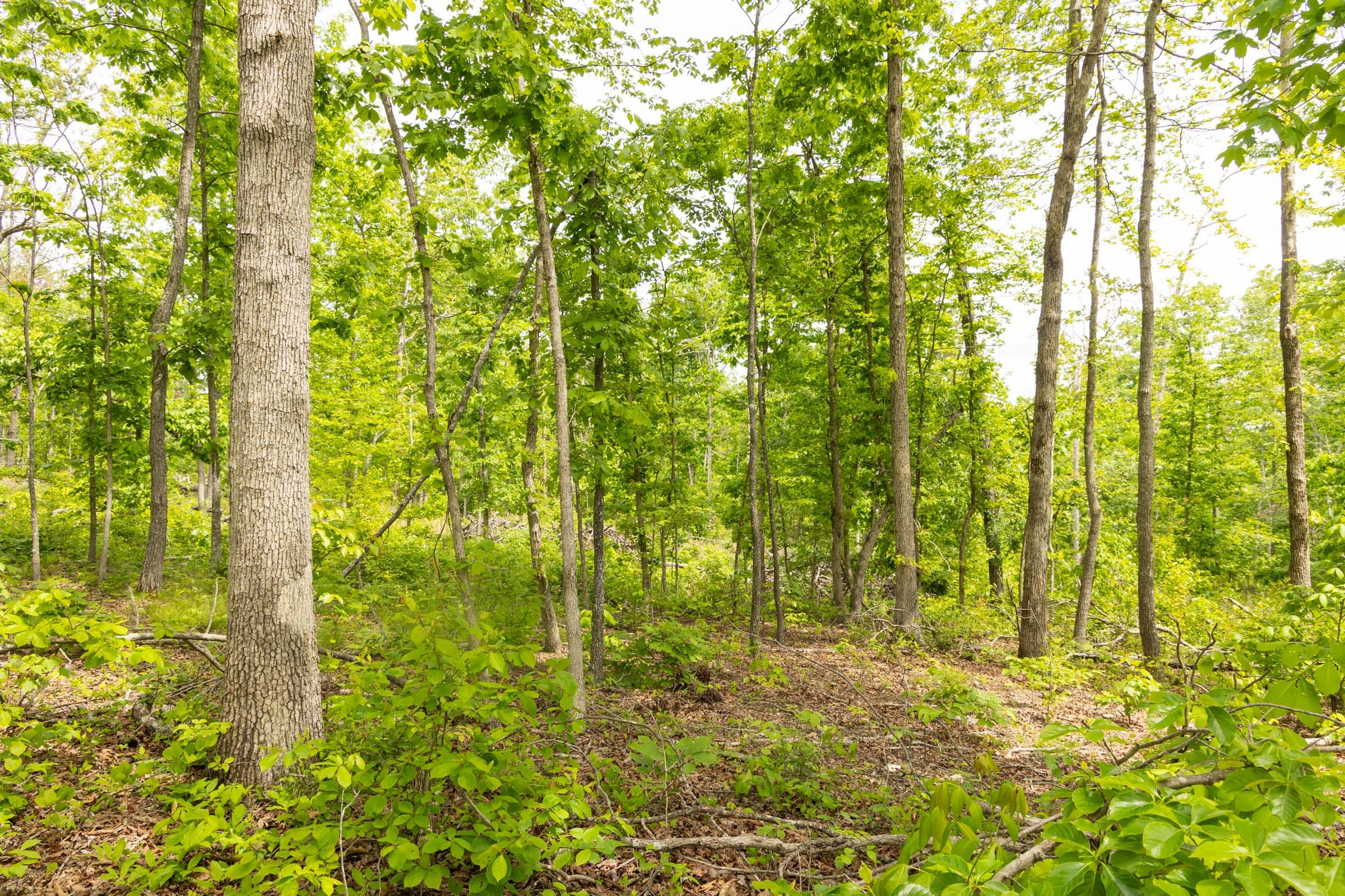 Stardust Estates Tract 22 photo 4