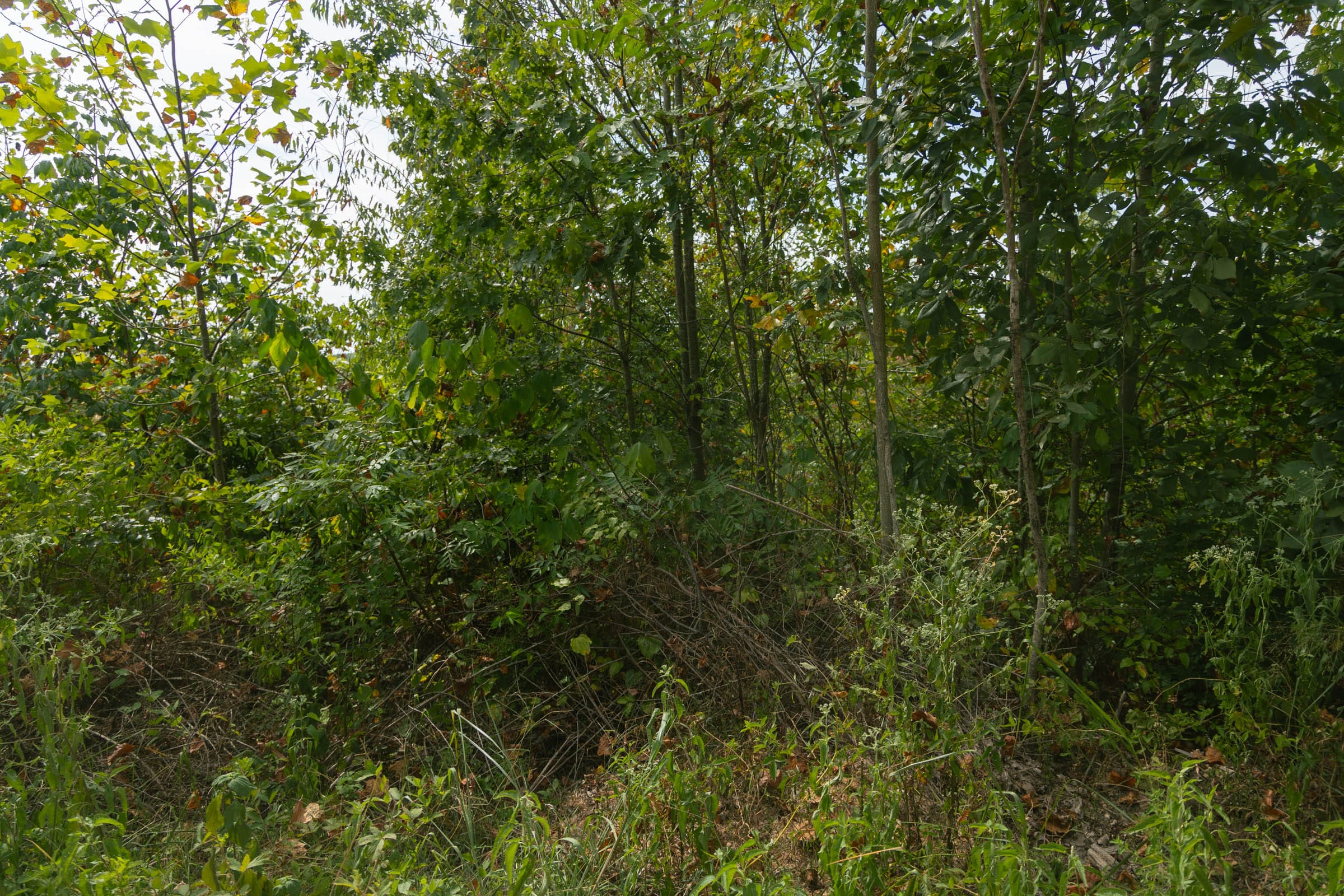 Big White Oak Tract 32 photo 6