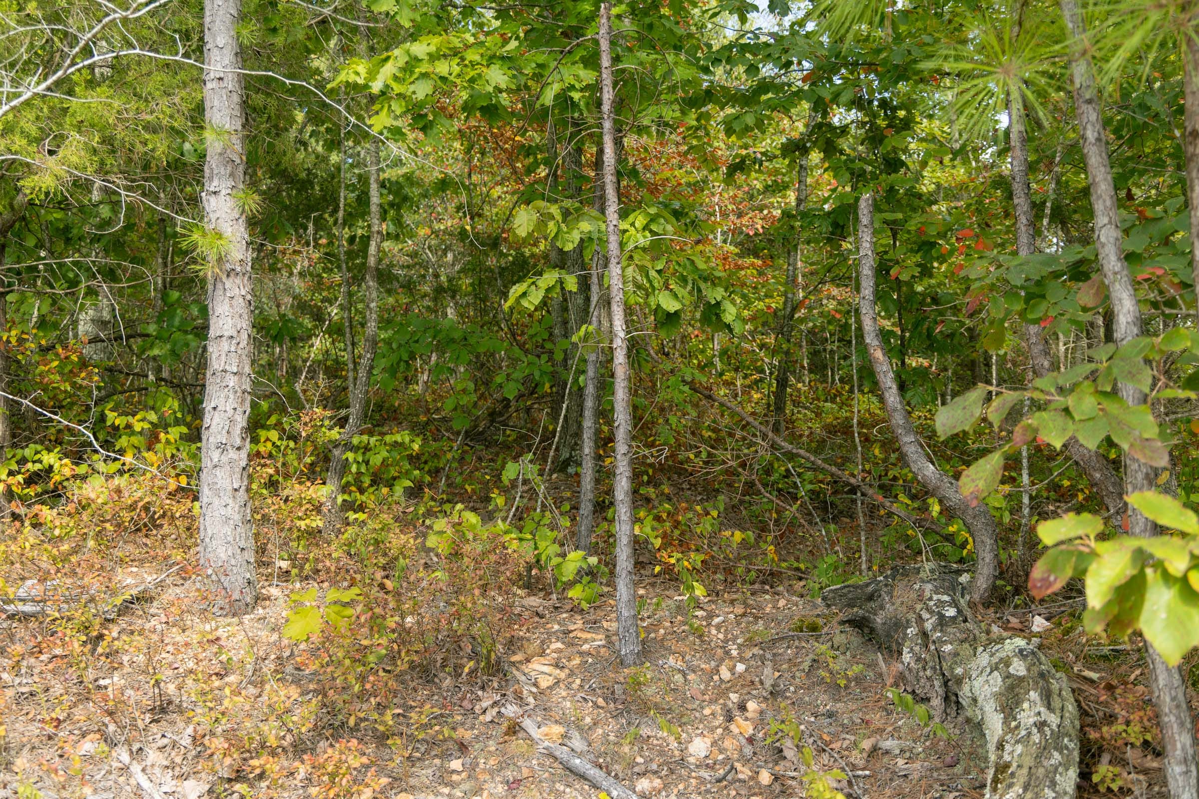 Big White Oak Tract 32 photo 7