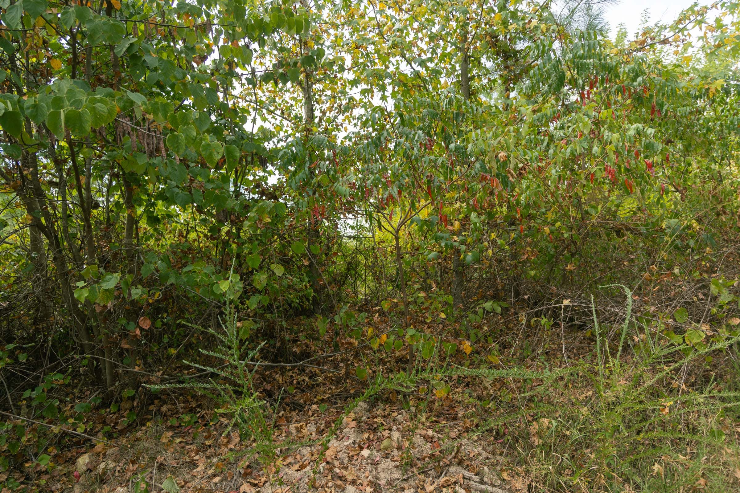 Big White Oak Tract 32 photo 5