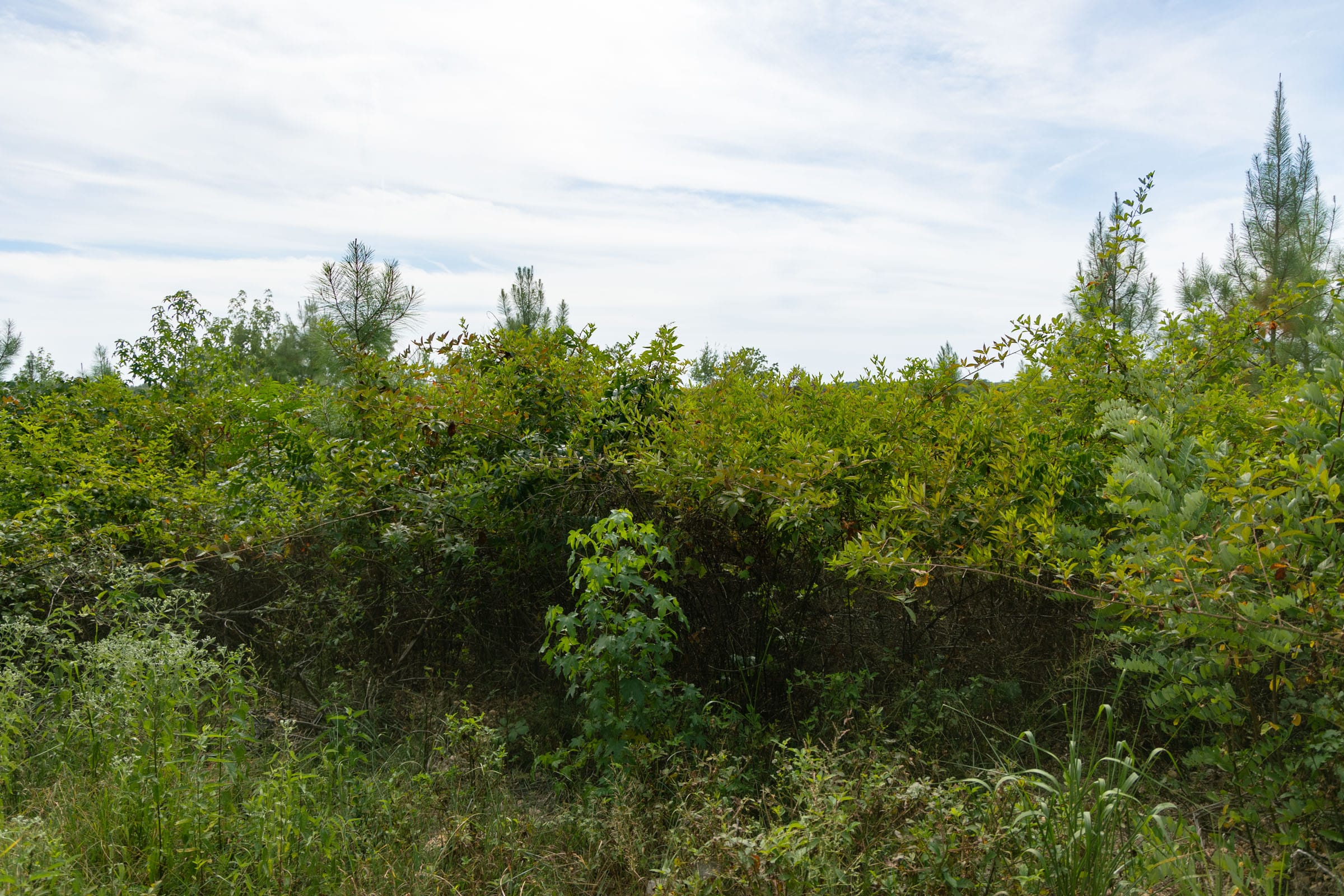 Big White Oak Tract 32 photo 2