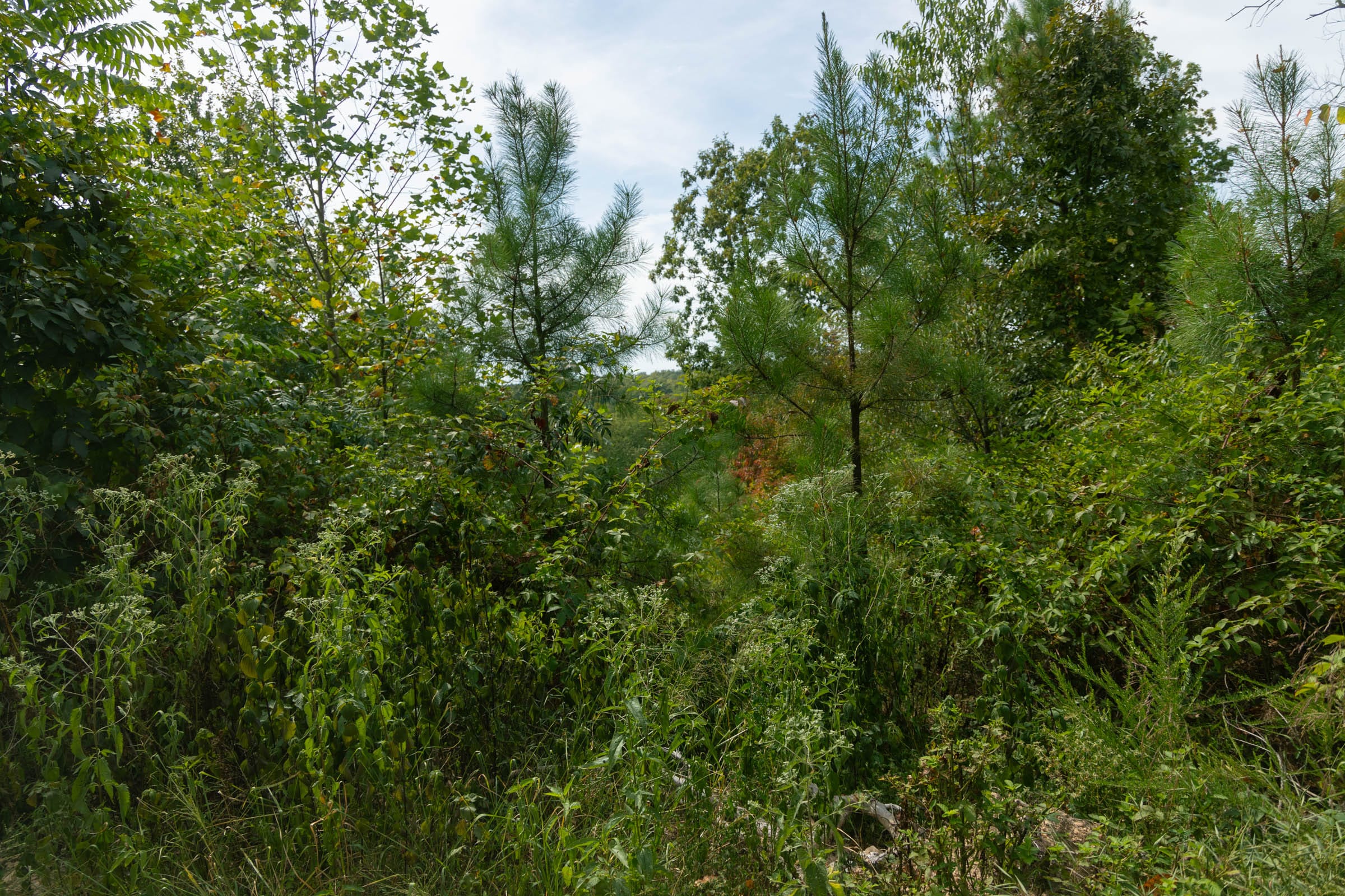 Big White Oak Tract 32 photo 3