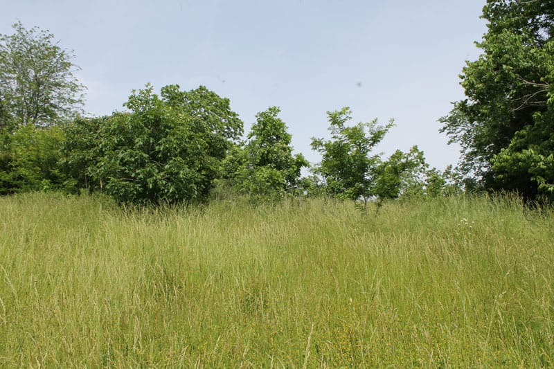 Cedar Ridge Ranch Tract 38 photo 1