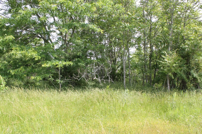 Cedar Ridge Ranch Tract 38 photo 3