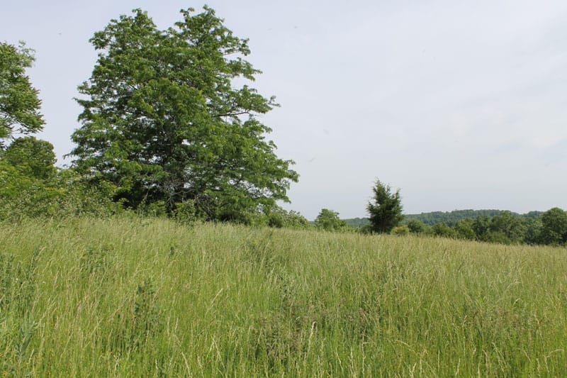 Cedar Ridge Ranch Tract 38 photo 4