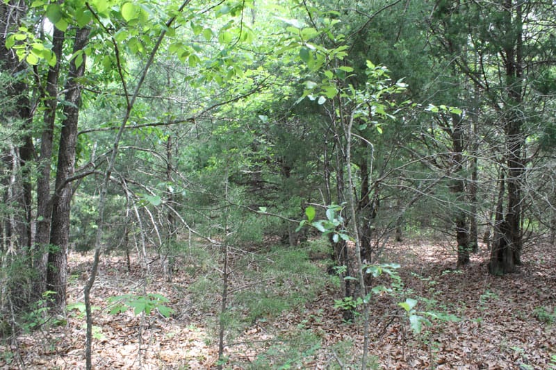 Cedar Ridge Ranch Tract 34 photo 4