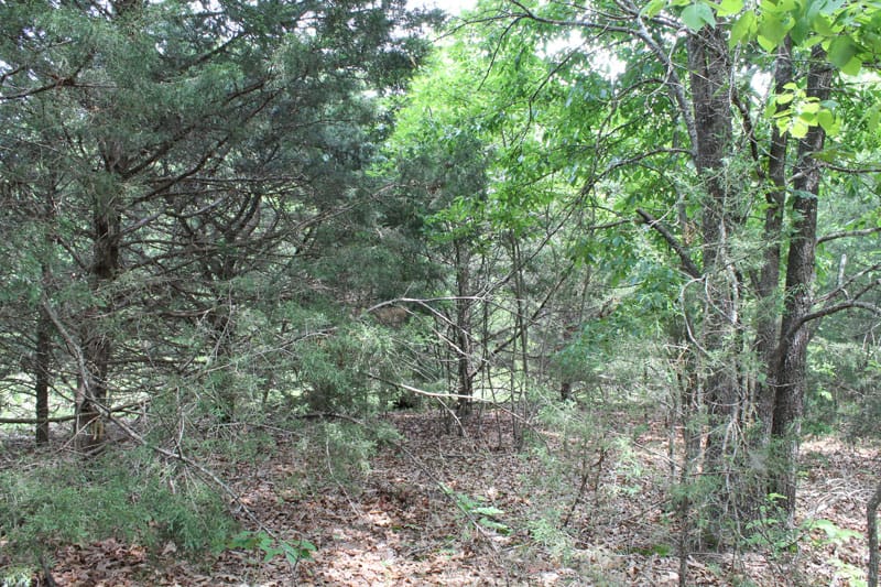 Cedar Ridge Ranch Tract 34 photo 5