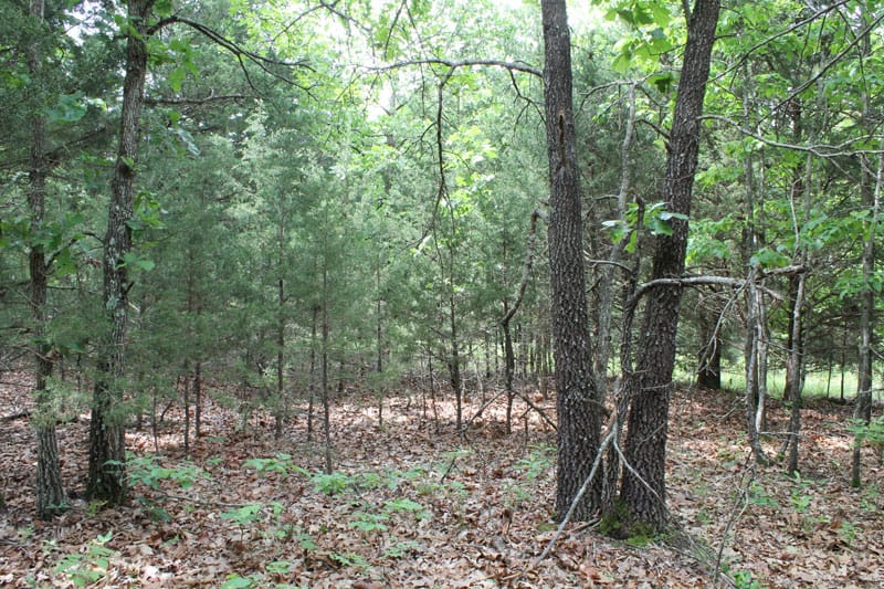 Cedar Ridge Ranch Tract 34 photo 6