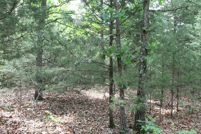 Cedar Ridge Ranch Tract 34 photo 7