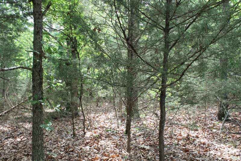Cedar Ridge Ranch Tract 34 photo 8