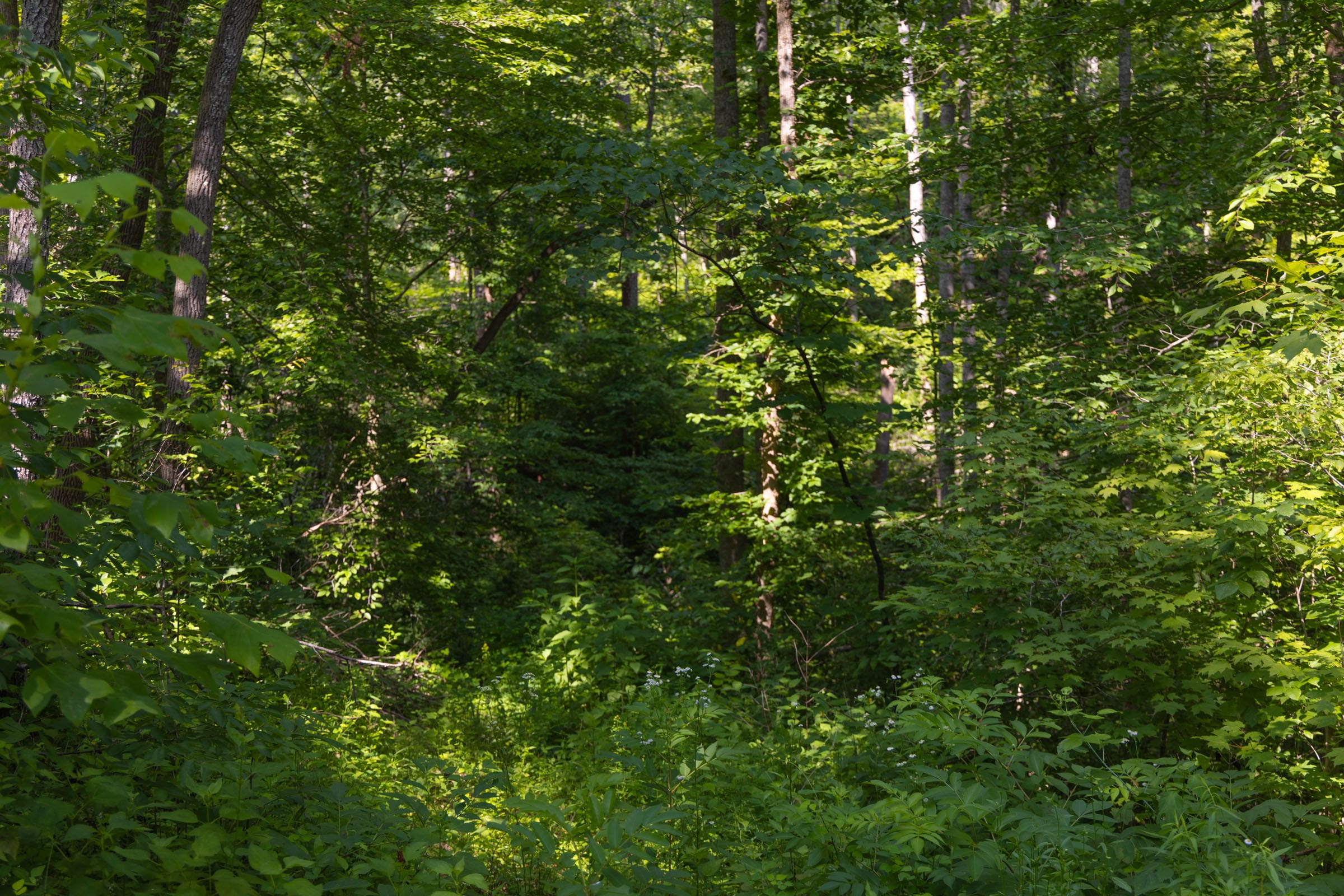Creek Hollow Phase II Tract 67 photo 5
