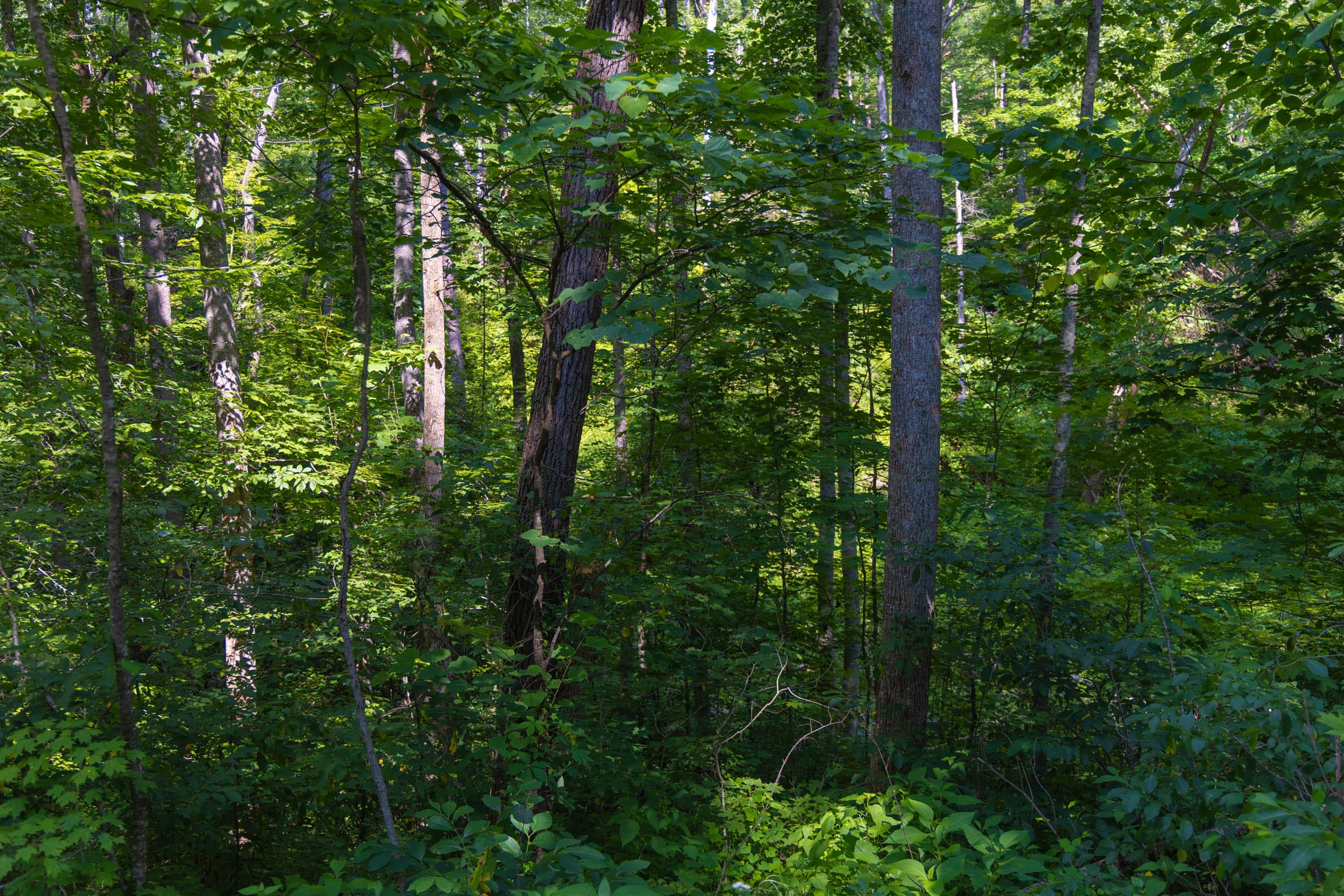 Creek Hollow Phase II Tract 67 photo 4