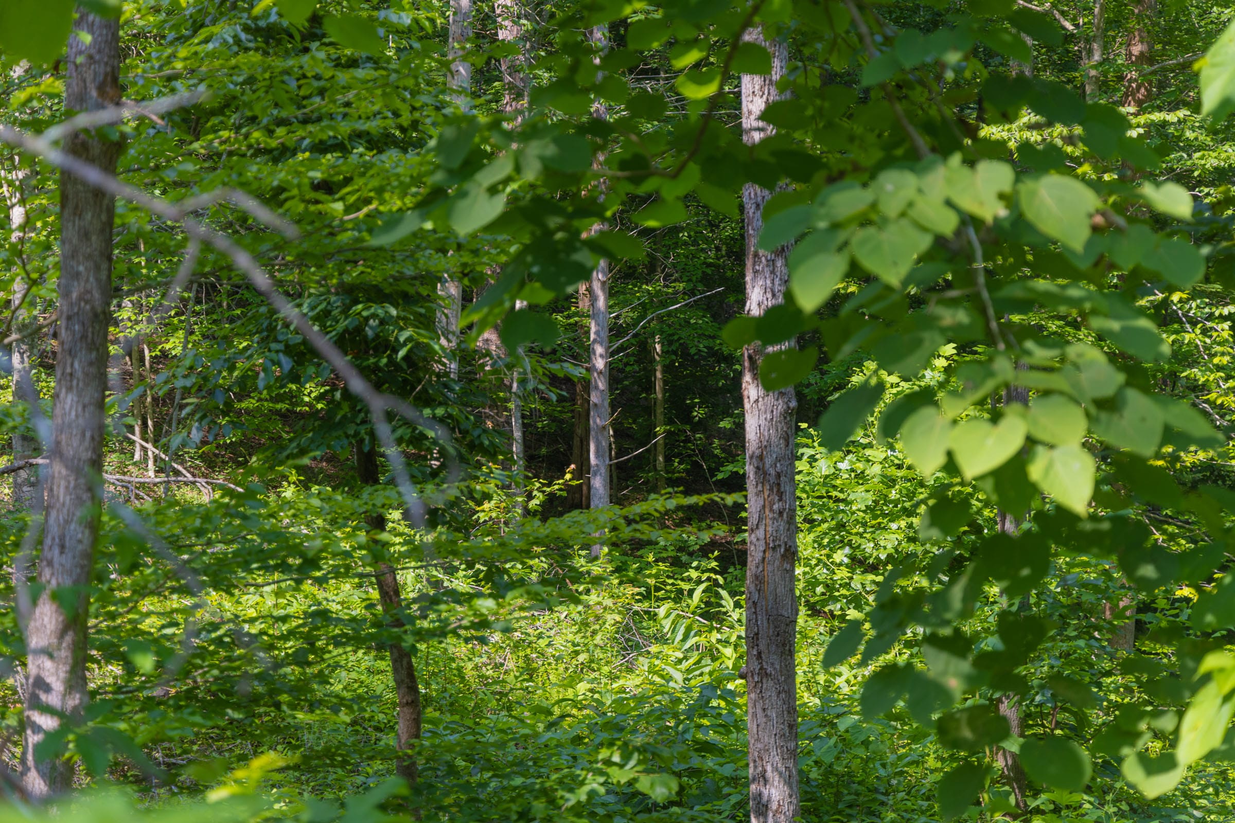 Creek Hollow Phase II Tract 67 photo 2