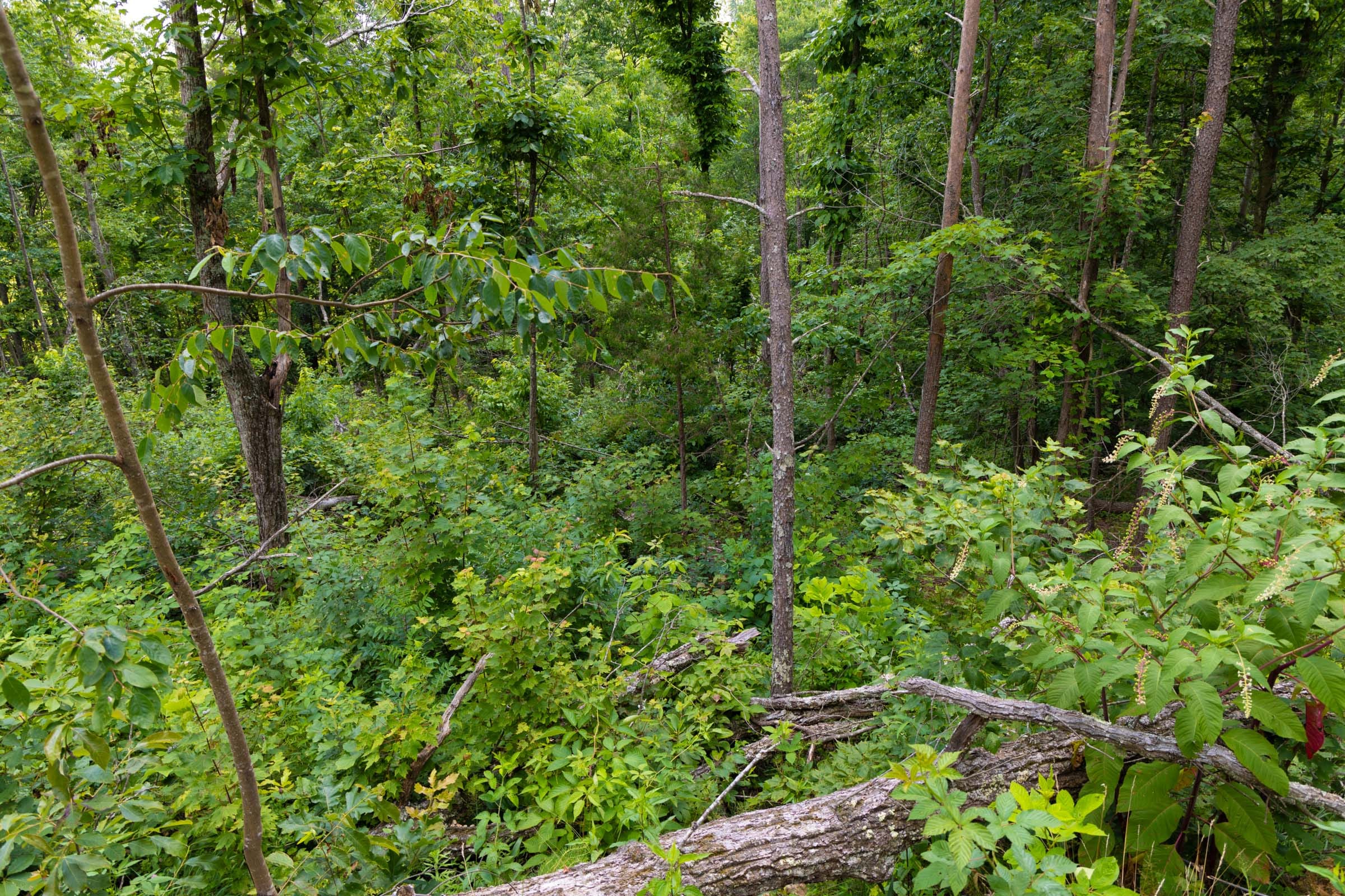 Creek Hollow Phase II Tract 67 photo 6