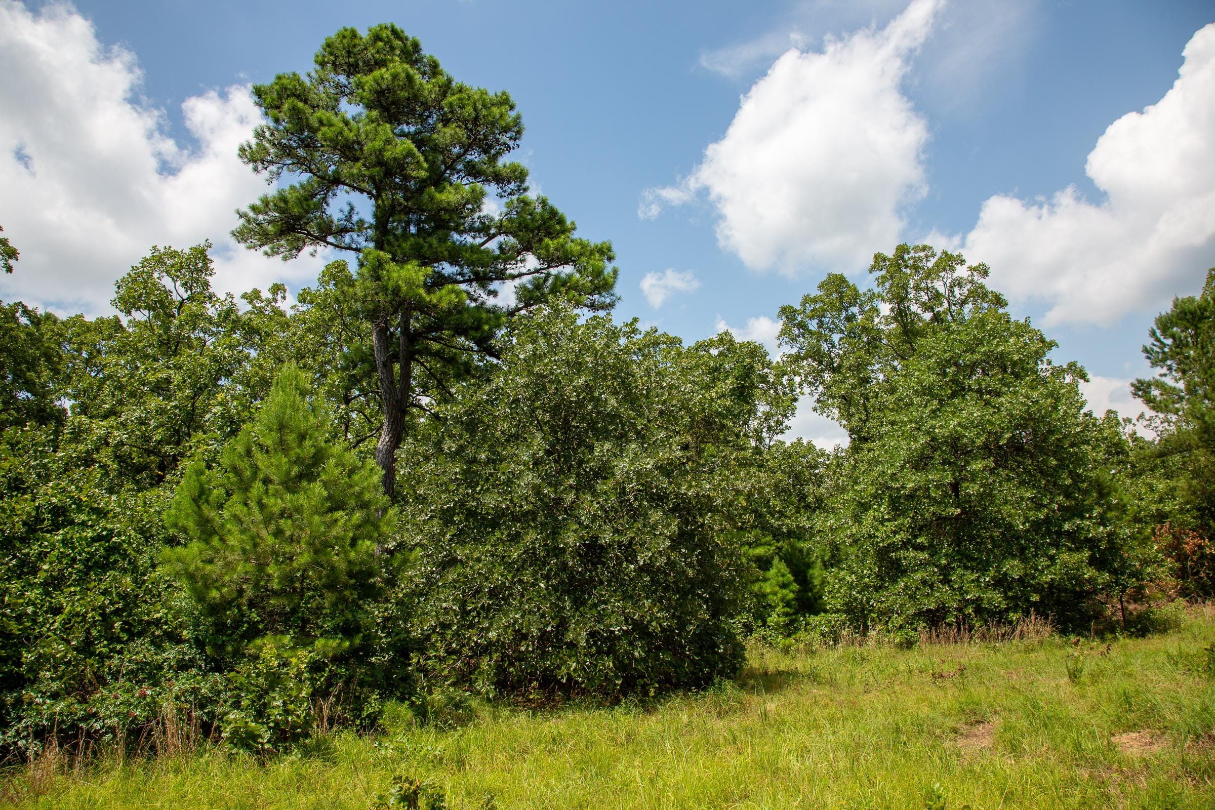 Tyler Stone Ranch Tract 65 photo 8
