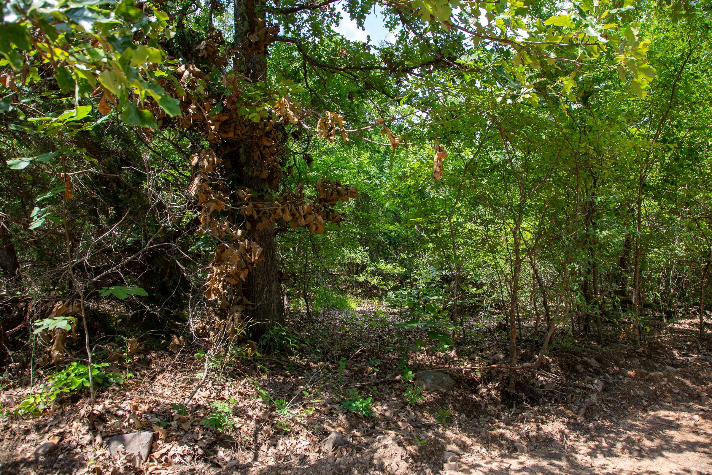 Tyler Stone Ranch Tract 65 photo 10