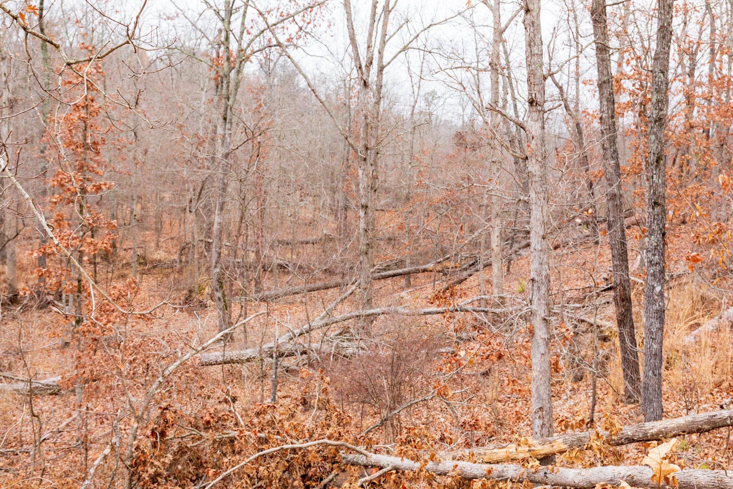 Carter’s Crossing Tract 7 photo 3