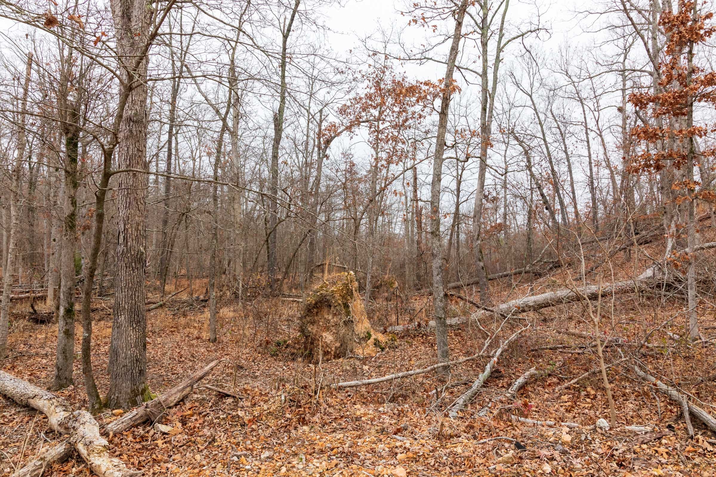 Carter’s Crossing Tract 7 photo 4