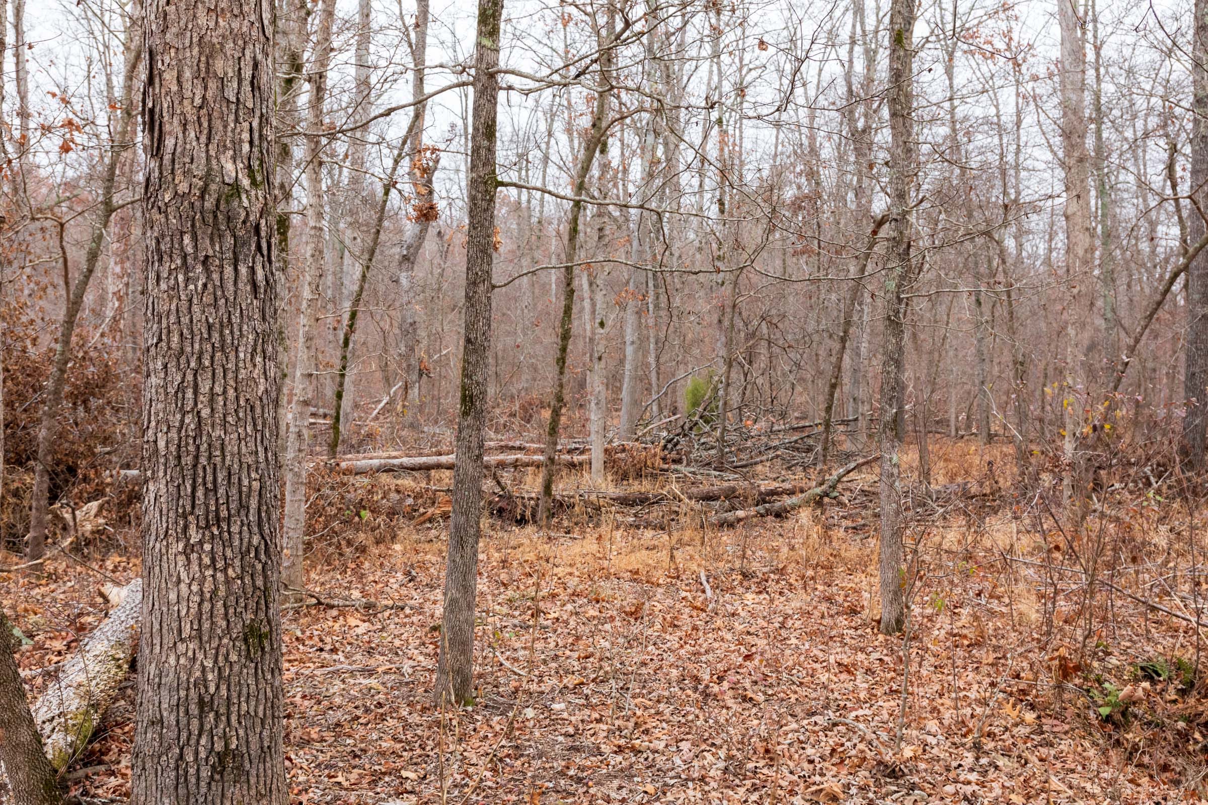 Carter’s Crossing Tract 7 photo 6