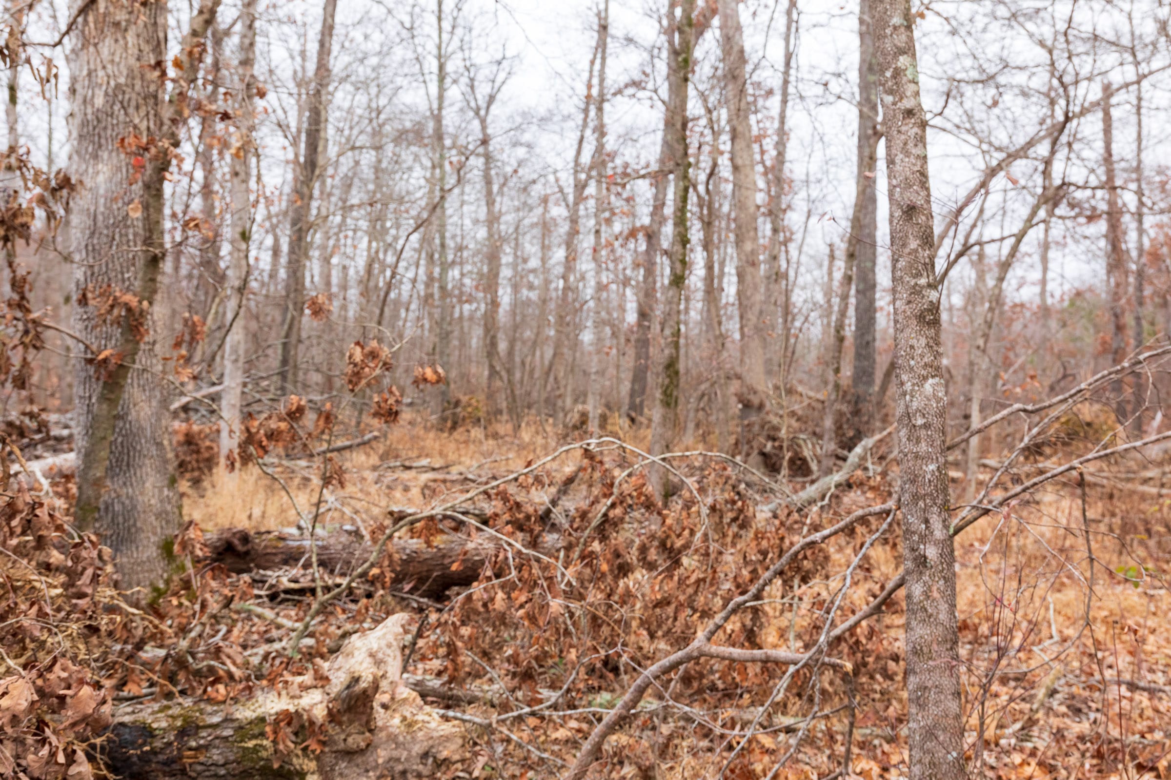 Carter’s Crossing Tract 7 photo 7