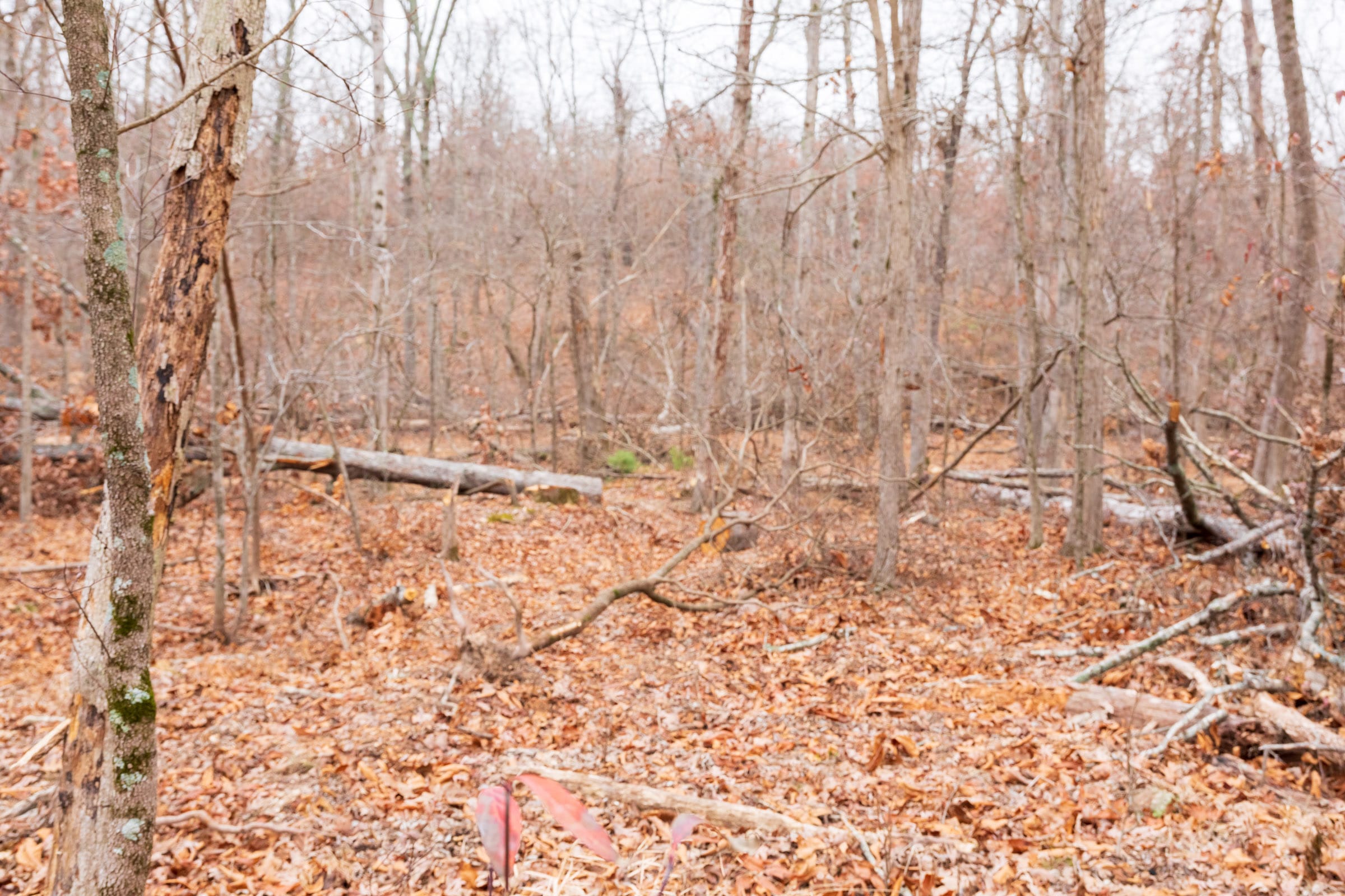 Carter’s Crossing Tract 7 photo 8