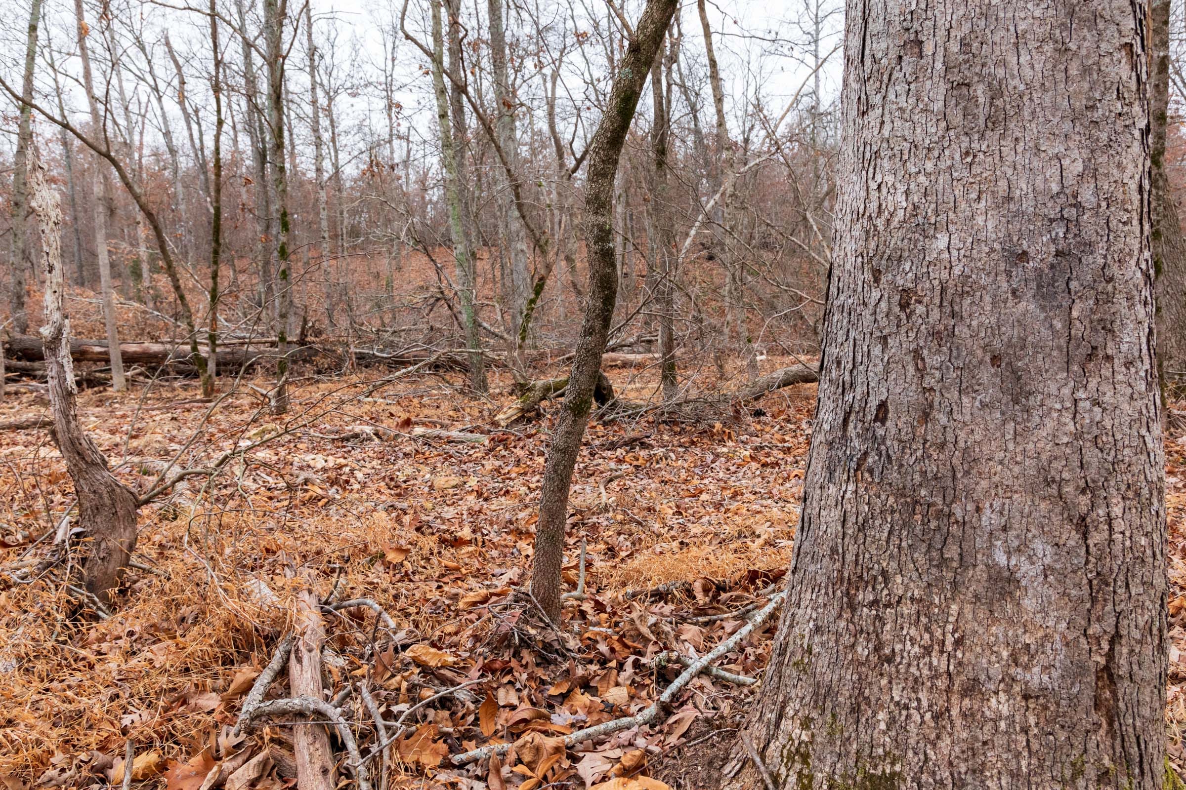 Carter’s Crossing Tract 7 photo 15