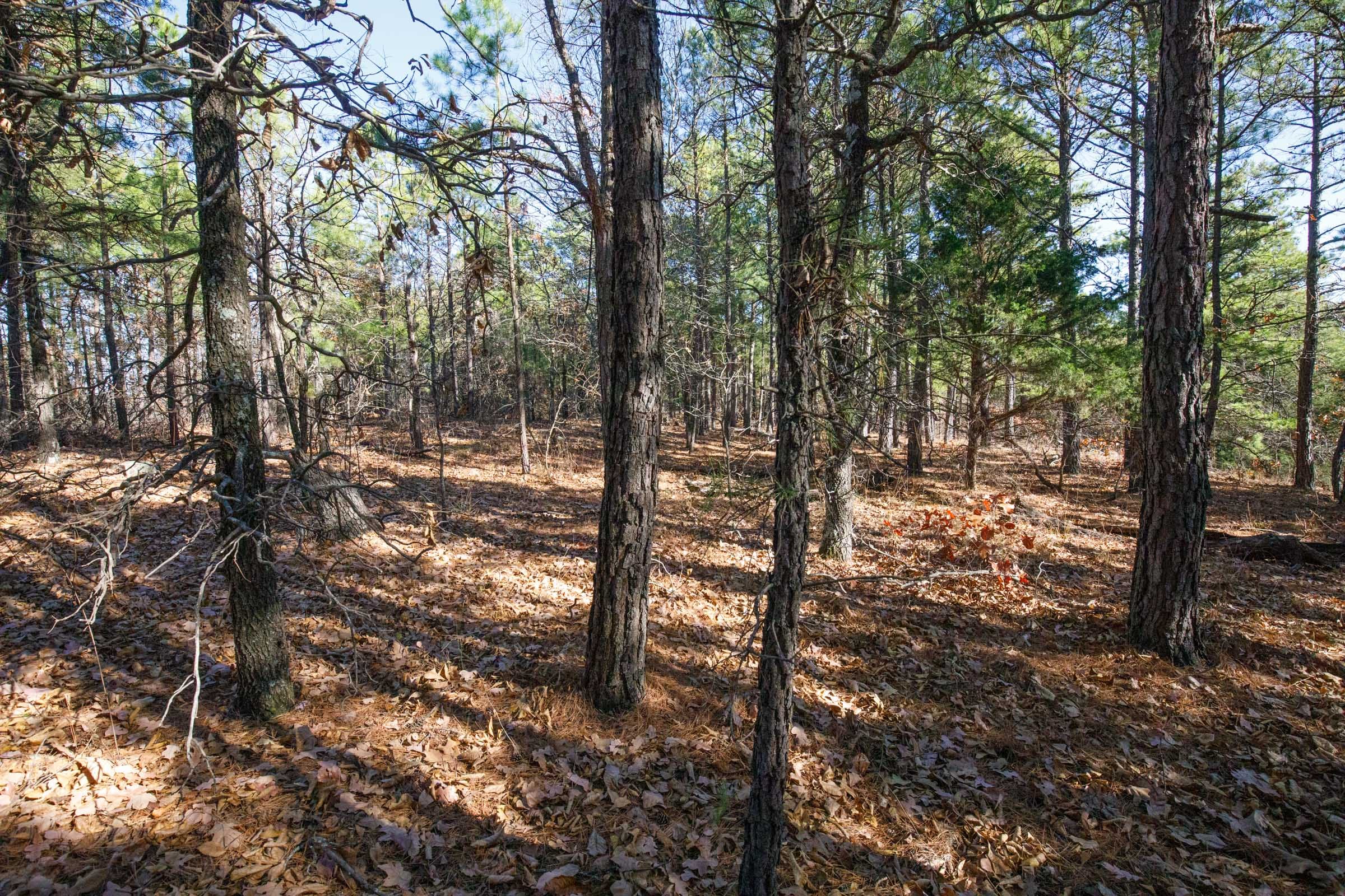 Stone Bridge Phase II Tract 98 photo 11
