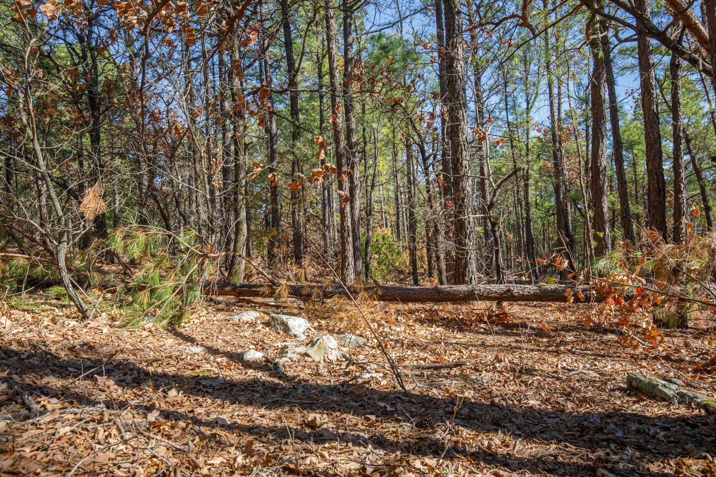 Stone Bridge Phase II Tract 98 photo 12