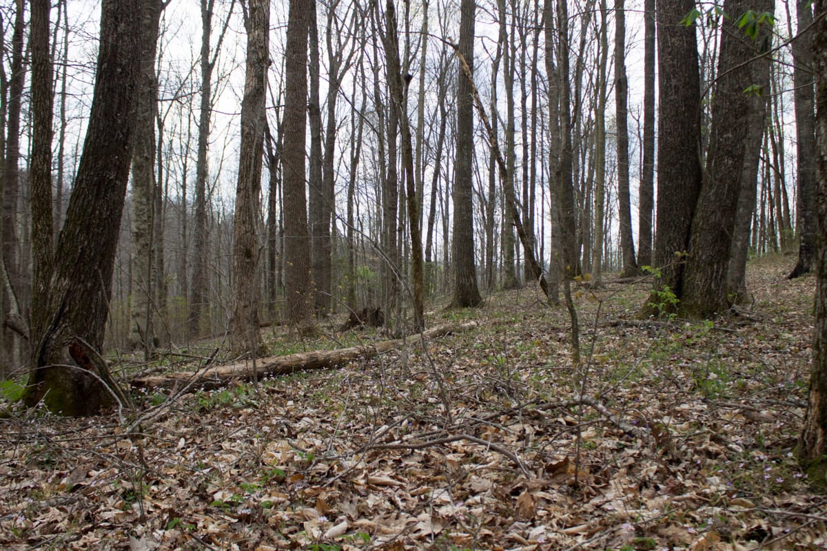 Chestnut Oak Ridge Tract 10 photo 2