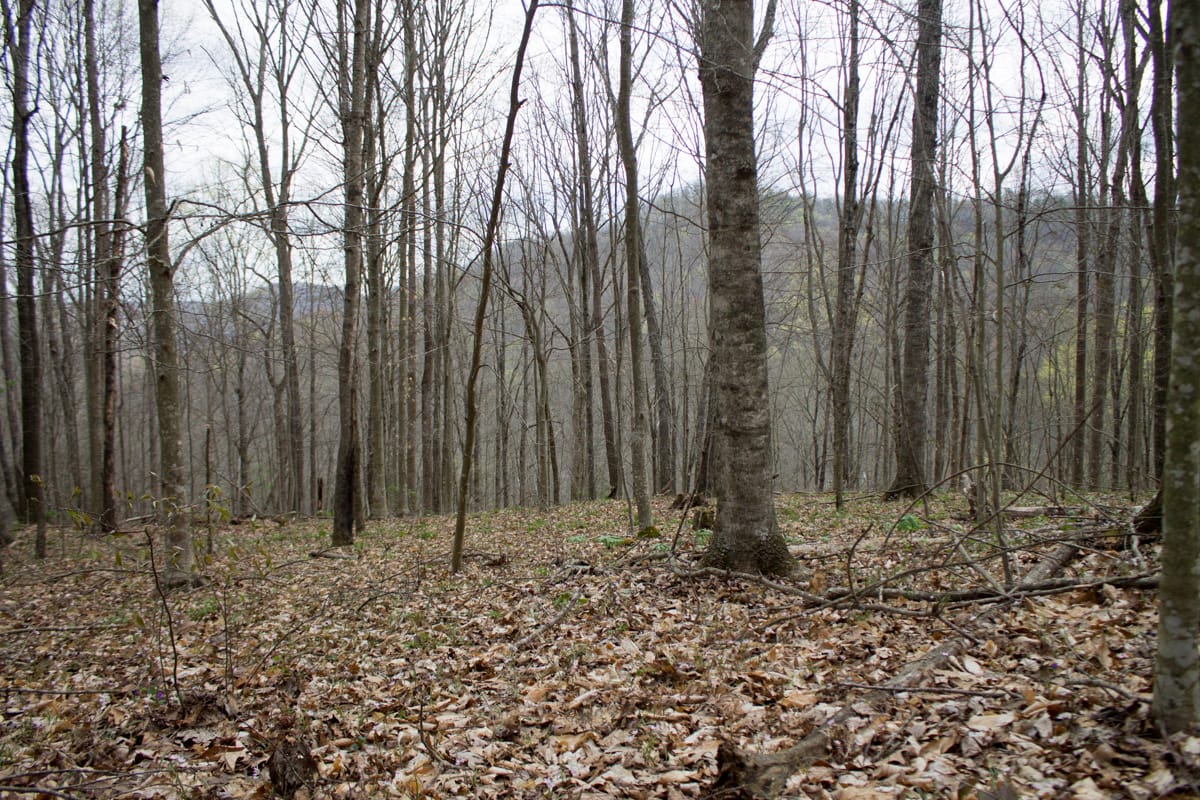 Chestnut Oak Ridge Tract 10 photo 3