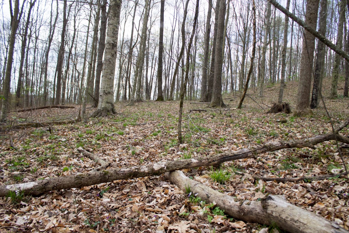 Chestnut Oak Ridge Tract 10 photo 4