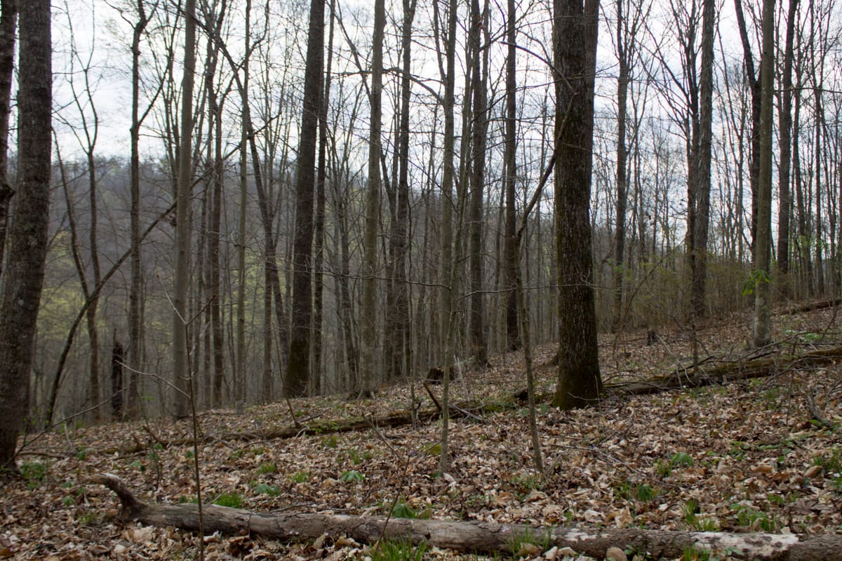 Chestnut Oak Ridge Tract 10 photo 5