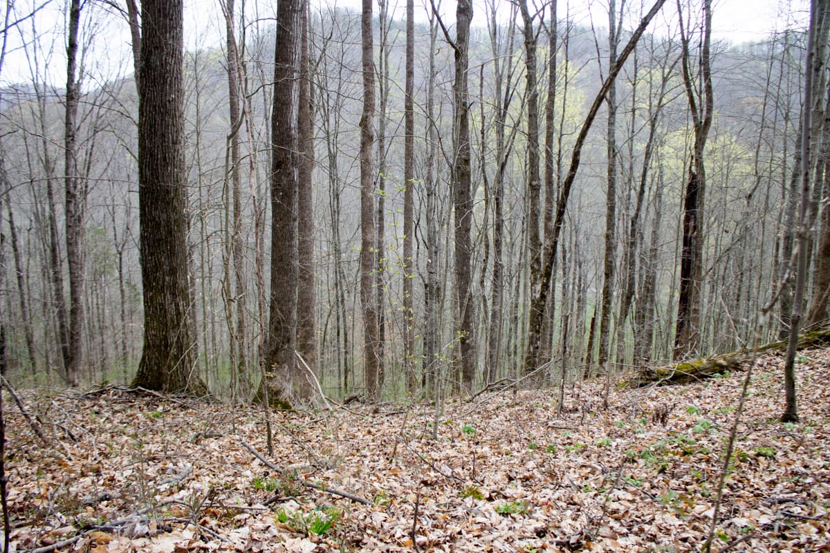 Chestnut Oak Ridge Tract 10 photo 6