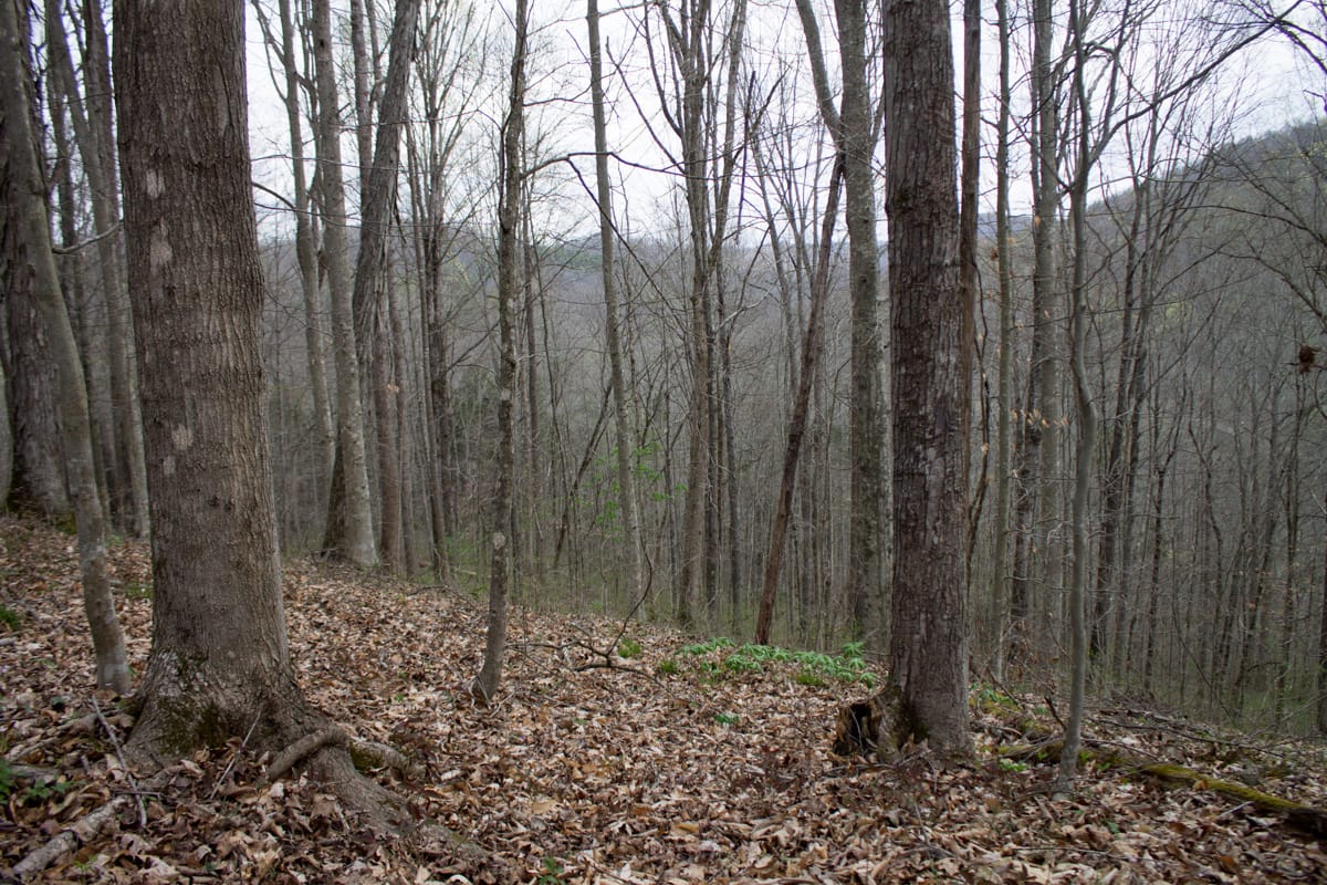 Chestnut Oak Ridge Tract 10 photo 7