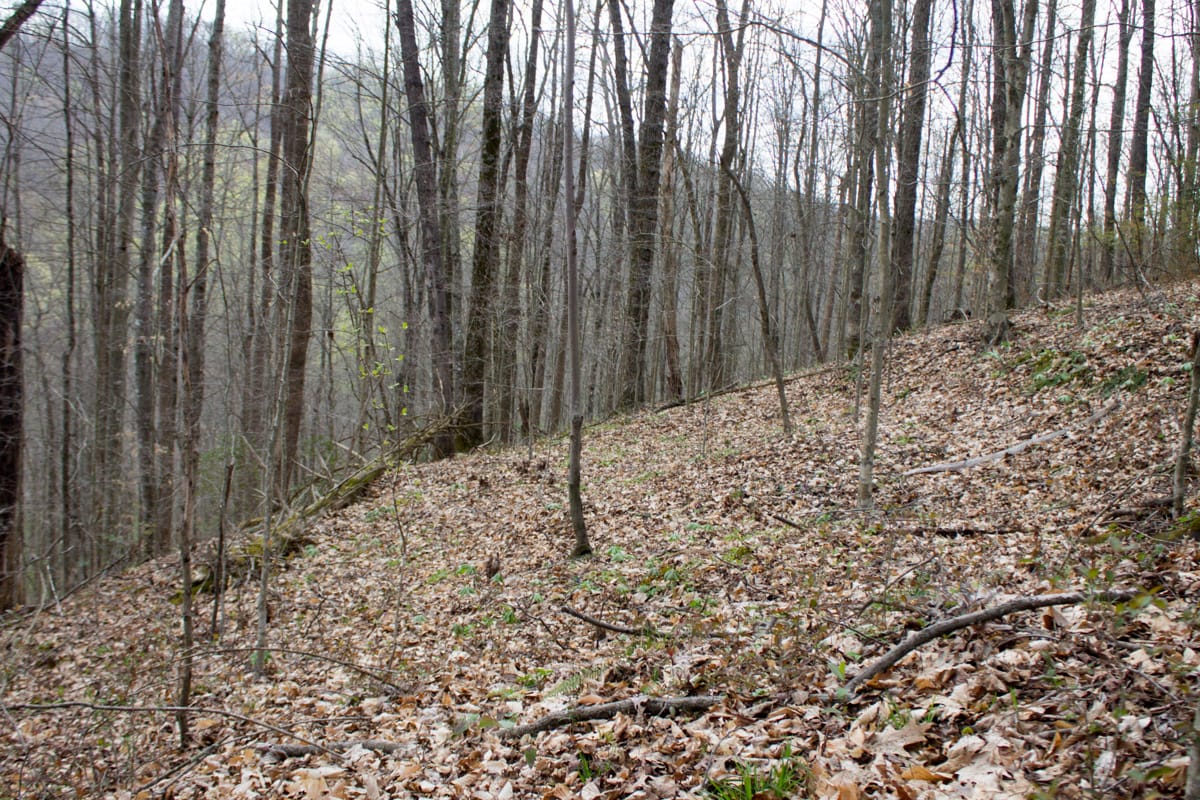 Chestnut Oak Ridge Tract 10 photo 8